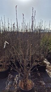 Magnolia 'Susan' 125-150 cm cont. 20L - afbeelding 3