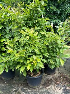 Magnolia 'Susan' 125-150 cm cont. 20L