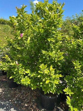 Magnolia 'Susan' 125-150 cm cont. 40L
