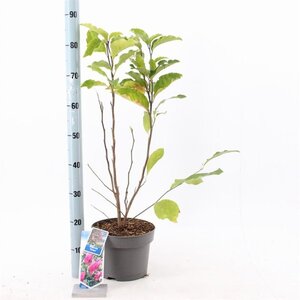 Magnolia 'Susan' 40-50 cm cont. 5,0L - afbeelding 2
