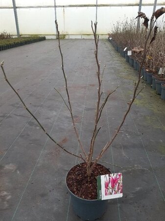 Magnolia 'Susan' 40-50 cm cont. 5,0L - afbeelding 1