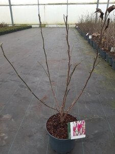 Magnolia 'Susan' 40-50 cm cont. 5,0L