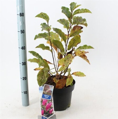 Magnolia 'Susan' 40-50 cm cont. 5,0L - afbeelding 5
