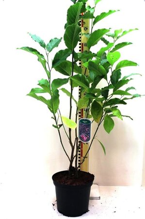 Magnolia 'Susan' 60-80 cm cont. 5,0L - afbeelding 3