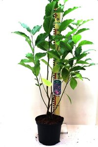 Magnolia 'Susan' 60-80 cm cont. 5,0L - afbeelding 3