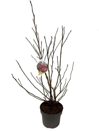 Magnolia 'Susan' 60-80 cm cont. 5,0L - afbeelding 4