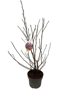 Magnolia 'Susan' 60-80 cm cont. 5,0L - afbeelding 4