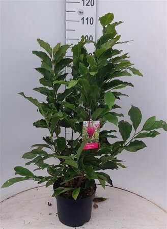 Magnolia 'Susan' 60-80 cm cont. 7,5L - afbeelding 1