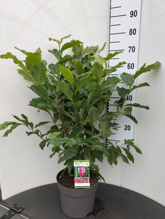 Magnolia 'Susan' 60-80 cm cont. 7,5L - afbeelding 4