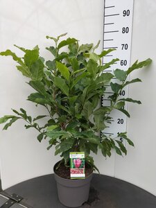 Magnolia 'Susan' 60-80 cm cont. 7,5L - afbeelding 4