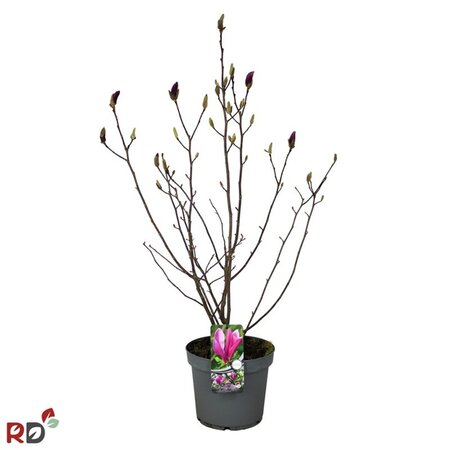 Magnolia 'Susan' 60-80 cm cont. 7,5L - afbeelding 3