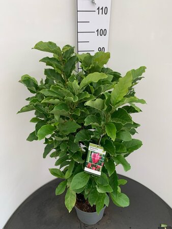 Magnolia 'Susan' 60-80 cm cont. 7,5L
