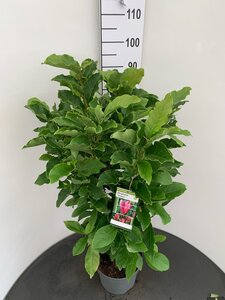 Magnolia 'Susan' 60-80 cm cont. 7,5L