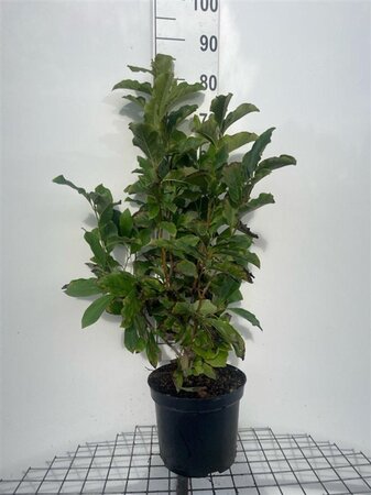 Magnolia 'Susan' 80-100 cm cont. 7,5L - afbeelding 4