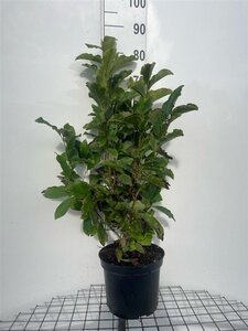 Magnolia 'Susan' 80-100 cm cont. 7,5L - afbeelding 4