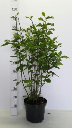 Magnolia 'Susan' 80-100 cm cont. 7,5L - afbeelding 5