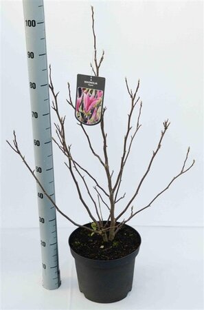 Magnolia 'Susan' 80-100 cm cont. 7,5L - afbeelding 1