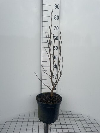 Magnolia 'Susan' 80-100 cm cont. 7,5L - afbeelding 3