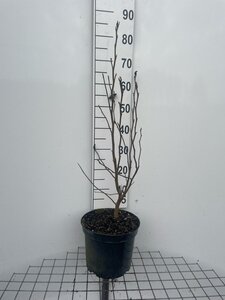 Magnolia 'Susan' 80-100 cm cont. 7,5L - afbeelding 3