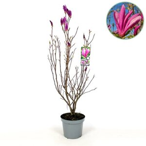 Magnolia 'Susan' 80-100 cm cont. 7,5L - image 3