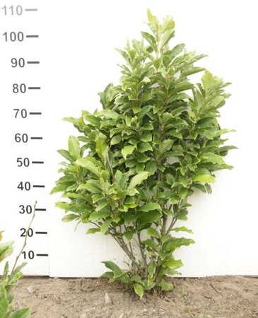 Magnolia 'Susan' 80-100 cm met kluit
