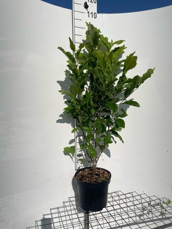 Magnolia 'Susan' geen maat specificatie cont. 7,5L