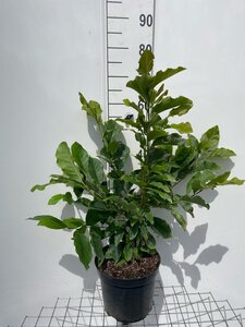 Magnolia 'Susan' geen maat specificatie cont. 7,5L - afbeelding 1