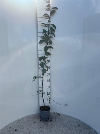 Malus sylvestris 100-125 cm cont. 2,0L