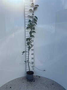 Malus sylvestris 100-125 cm cont. 2,0L