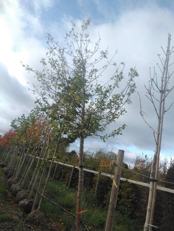 Malus sylvestris 30-35 Hoogstam draadkluit 4 X verplant