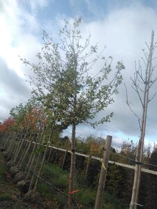 Malus sylvestris 30-35 Hoogstam draadkluit 4 X verplant