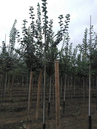 Malus sylvestris 6-8 Hoogstam wortelgoed - afbeelding 3