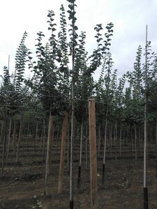 Malus sylvestris 6-8 Hoogstam wortelgoed - afbeelding 3