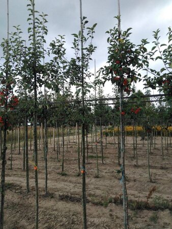 Malus sylvestris 6-8 Hoogstam wortelgoed - afbeelding 4