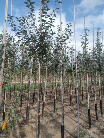 Malus sylvestris 6-8 Hoogstam wortelgoed - afbeelding 5