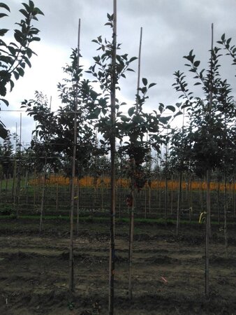 Malus sylvestris 6-8 Hoogstam wortelgoed - afbeelding 7