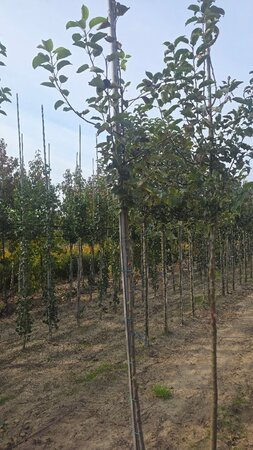 Malus sylvestris 6-8 Hoogstam wortelgoed - afbeelding 1