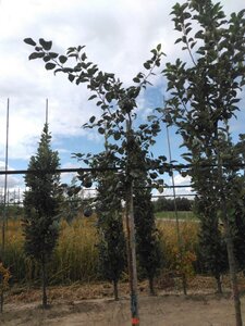 Malus sylvestris 6-8 Hoogstam wortelgoed - afbeelding 6