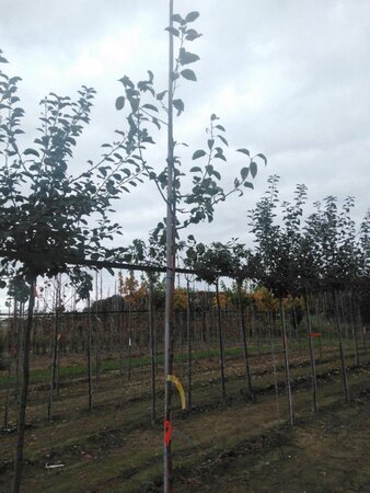 Malus sylvestris 6-8 Hoogstam wortelgoed - afbeelding 2