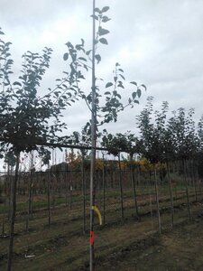 Malus sylvestris 6-8 Hoogstam wortelgoed - afbeelding 2