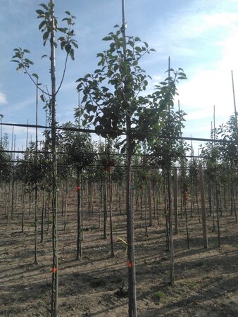 Malus sylvestris 8-10 Hoogstam draadkluit