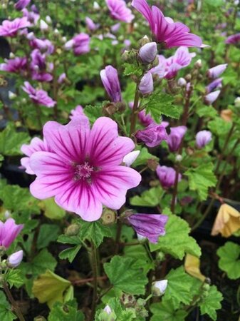 Malva sylvestris 'Zebrina' geen maat specificatie 0,55L/P9cm - afbeelding 1