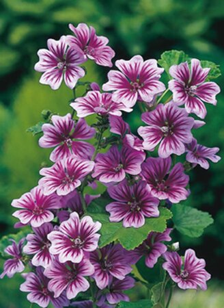Malva sylvestris 'Zebrina' geen maat specificatie 0,55L/P9cm - afbeelding 4