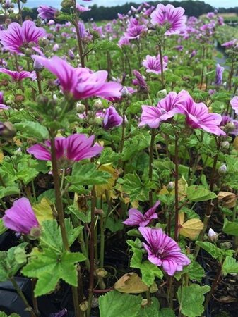Malva sylvestris 'Zebrina' geen maat specificatie 0,55L/P9cm - afbeelding 2