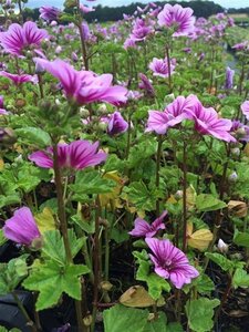 Malva sylvestris 'Zebrina' geen maat specificatie 0,55L/P9cm - afbeelding 2