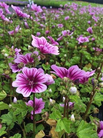 Malva sylvestris 'Zebrina' geen maat specificatie 0,55L/P9cm - afbeelding 3