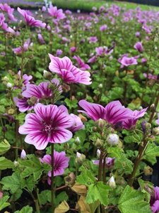 Malva sylvestris 'Zebrina' geen maat specificatie 0,55L/P9cm - afbeelding 3