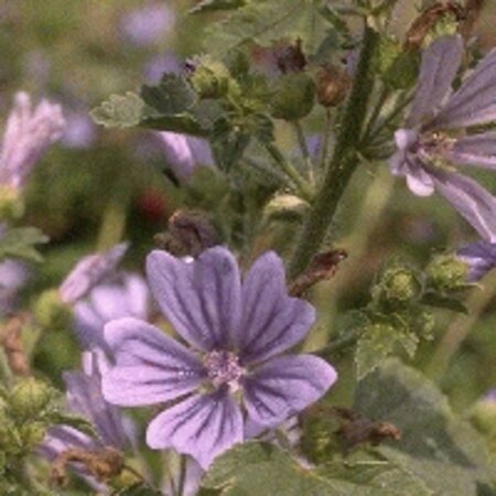 Malva sylvestris 'Zebrina' geen maat specificatie 0,55L/P9cm - afbeelding 5