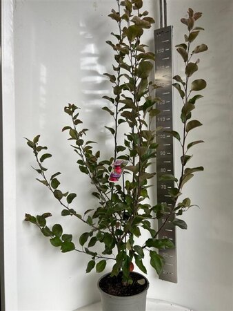 Malus trans. Appletini 100-120 cm cont. 10L