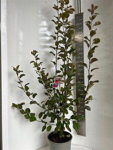 Malus trans. Appletini 100-120 cm cont. 10L